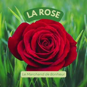 La rose