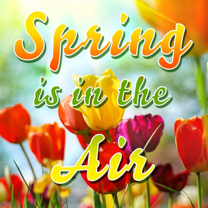 White Roses Are Blooming