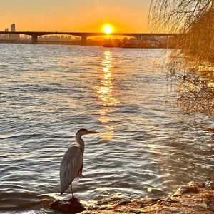 破晓 (Dusk Till Dawn) (Prod. & Feat. Hao)