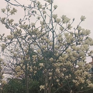 东风吹过玉兰花