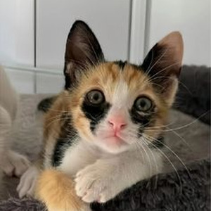 What Do You Mean? (slowed)