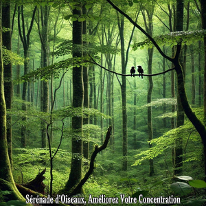 Trilles Relaxantes, Ambiance Idéale Pour Travailler