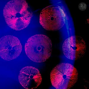 Nature Is Pleased with Simplicity (Live Jam)