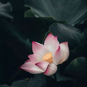 野荷（Prod By 牙刷/Korfo）