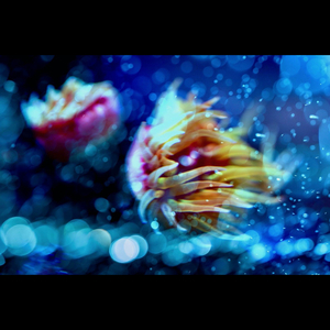 サーカスナイト