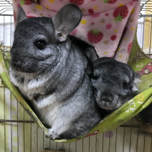 9月8日，给Kitty和大妞的歌（Piano Ver.）