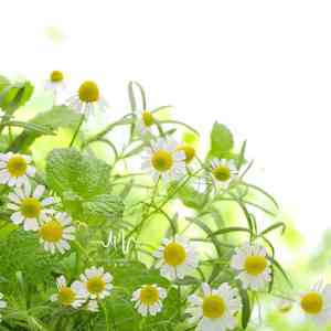 一朝风月 (清新古琴曲)