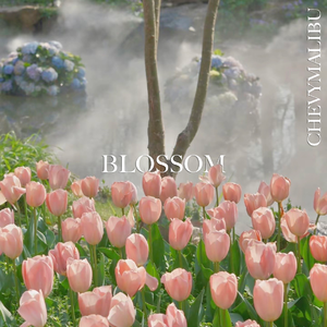 绽放 BLOSSOM