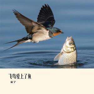 飞鸟爱上了鱼 (Cover 宁小泽 & 顾焕gkuank)