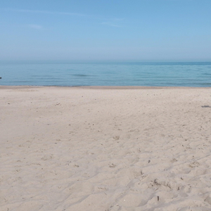 Seagull from Sunny Beach