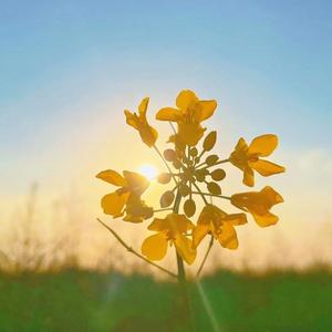 《我是彭泽人》