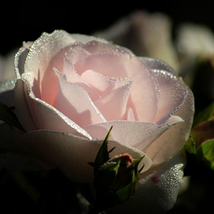 ＂赎罪＂Boombap/Freestyle/Diss Type Beat