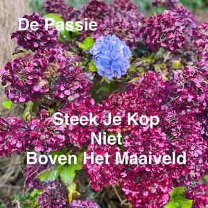 Steek Je Kop Niet Boven Het Maaiveld