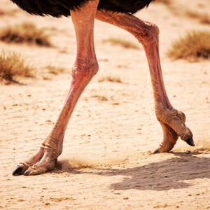 TROT