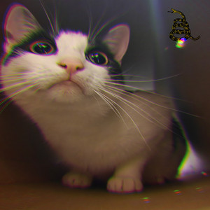 Кот обормот