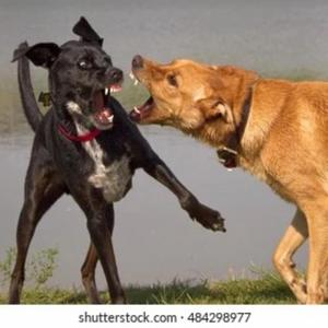 dog-eat-dog WRLD ssssSSS EVERYBODY FAKE!, Pt. 2