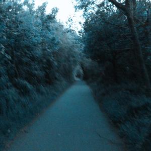 forests