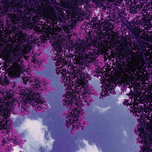 Violaceous
