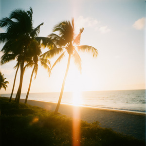 Palms
