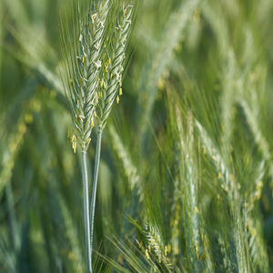 I Like the Mountains