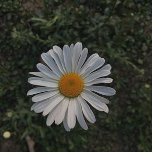 Zj-aIvSoN-雏菊（okBooM remix）