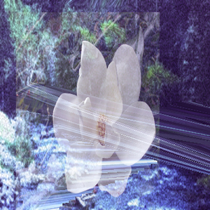 Smoked Out Cathedral: Magnolia #1