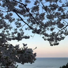 忘不掉的伤 (DJ版)