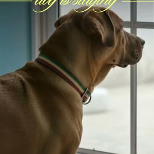 留守番してる（犬の歌） by KOUKA🐕好歌