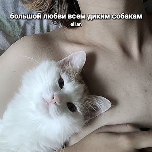всем диким собакам