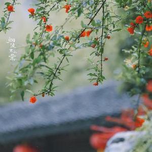 酸豆角