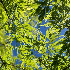 Come foglie nel vento