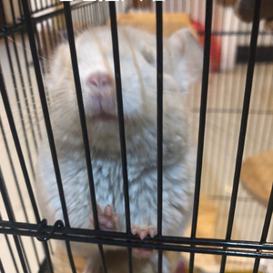 Mr.Music（一人七役）女声