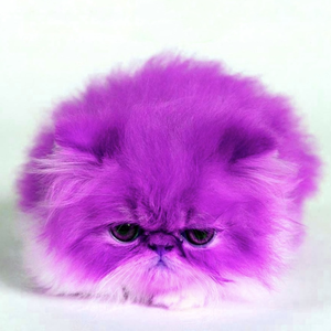 $2.75___foul⋏⋎⋏⋎⋏⋎