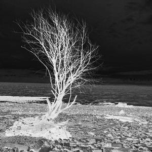 Seven Horses Emerge at Twilight/Floating on a Piano