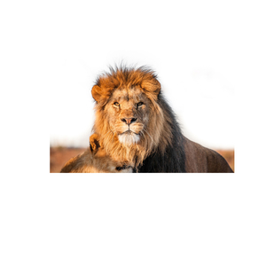 If These Walls Could Talk