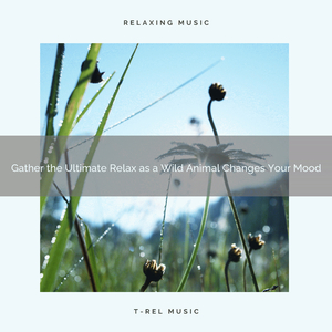 Gain the Hard Relax as a Tree Takes You to Sleep