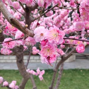 芒种_真诚的心，外国语~1