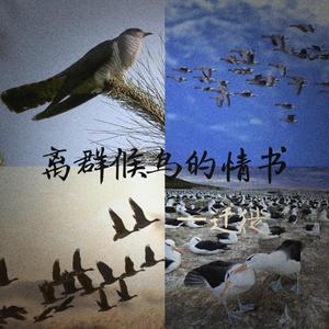 离群候鸟的情书