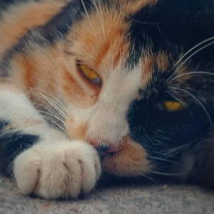 Olhos de Gato