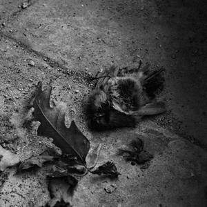 Parassiti (feat. Bes)