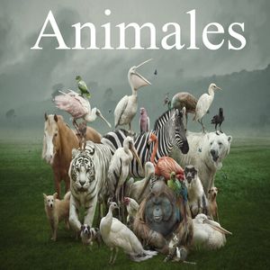 Animales