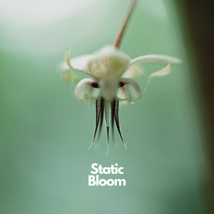 Static Bloom (Extended Mix)
