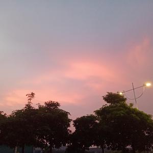 熬夜的猪快睡啦