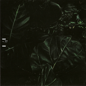 Der Grüne Halsbandsittich