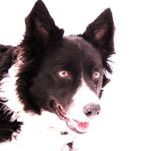Cane nero