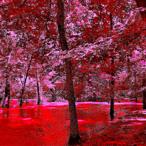 She Can Not Tell Him