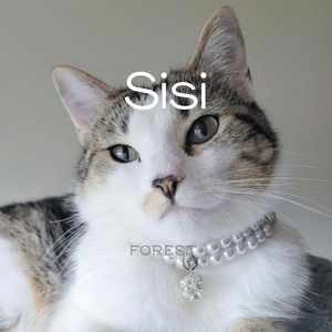 Sisi