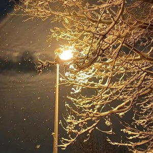 双笙（陈元汐） / 沈波-我的一个道姑朋友（扬羊悟理 remix）