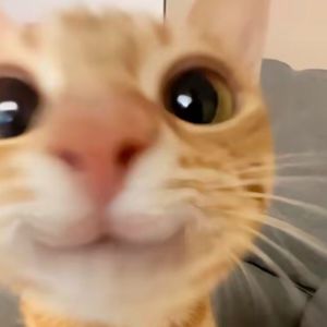 《收集雨滴的鲸》