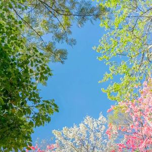 《清澈眼眸里的自然乐章》